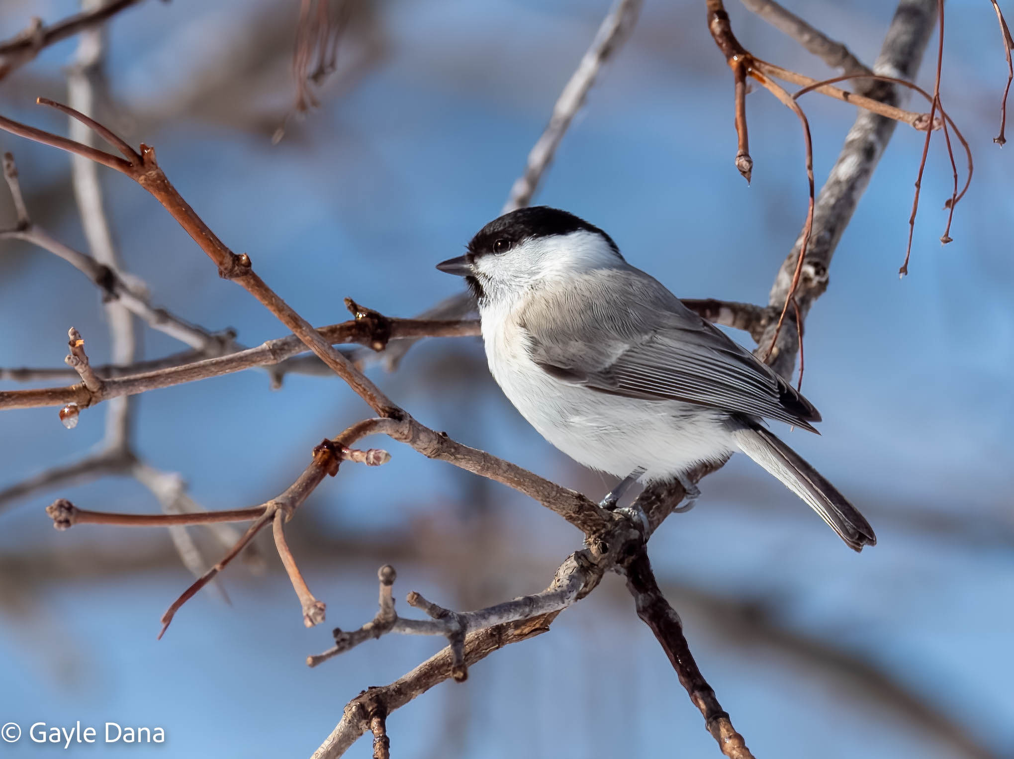 Marsh tit